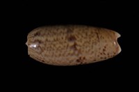 藏品(陷塔榧螺)的圖片